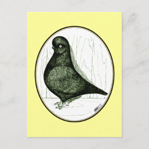 Carte Postale Pigeon Culbutant LFCL Depuis 1978