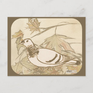 Carte Postale Pigeon dans les bois