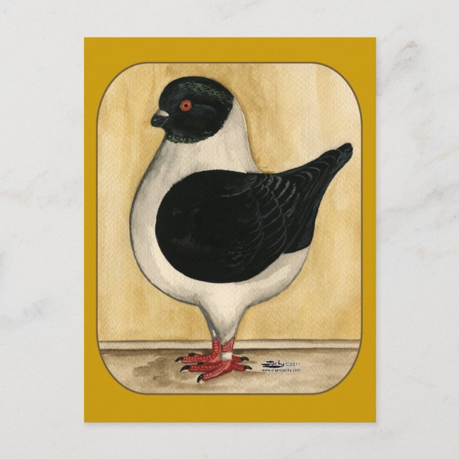 Carte Postale Pigeon de Modena Black Gazzi (Devant)
