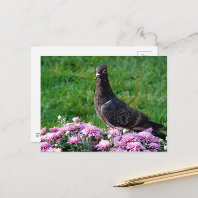 Carte Postale Pigeon et Mamans (Devant/Arrière en situation)