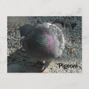 Carte Postale Pigeon gracieux