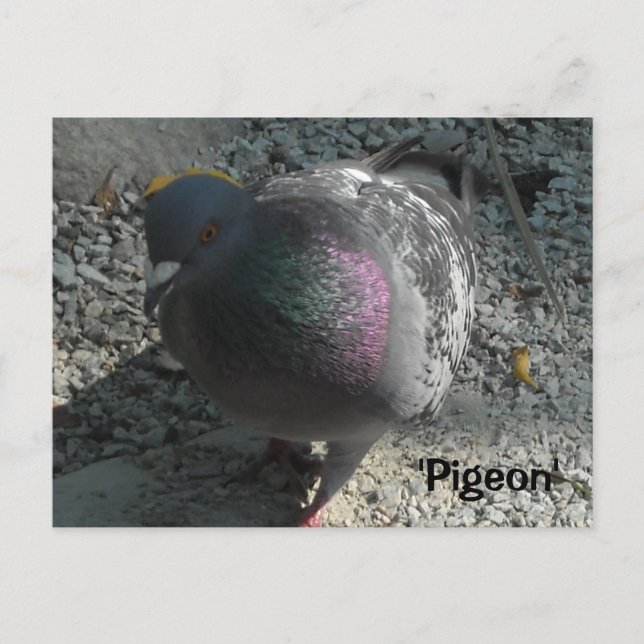Carte Postale Pigeon gracieux (Devant)