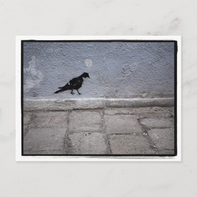 Carte postale Pigeon Graffiti (Devant)