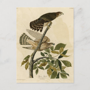 Carte Postale Pigeon Hawk (Merlin) - Audubon's Birds of America