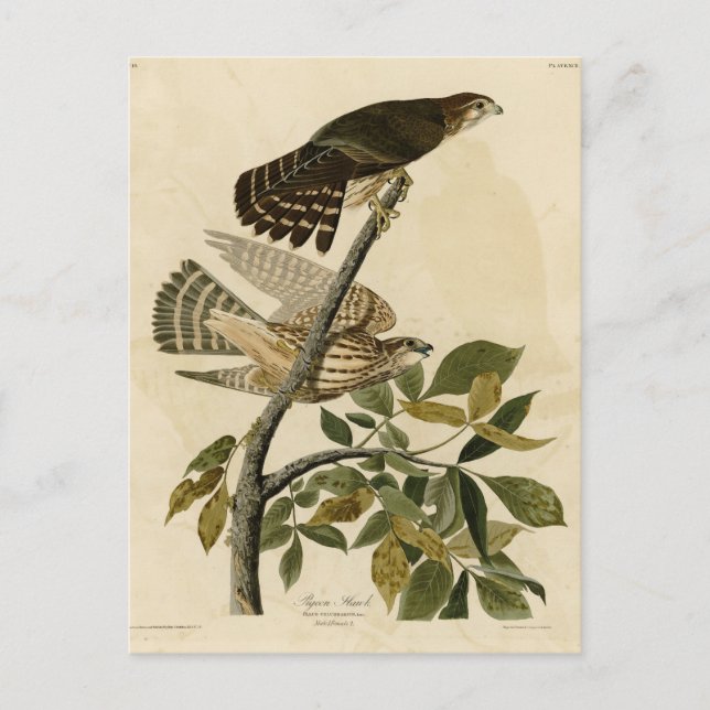 Carte Postale Pigeon Hawk (Merlin) - Audubon's Birds of America (Devant)