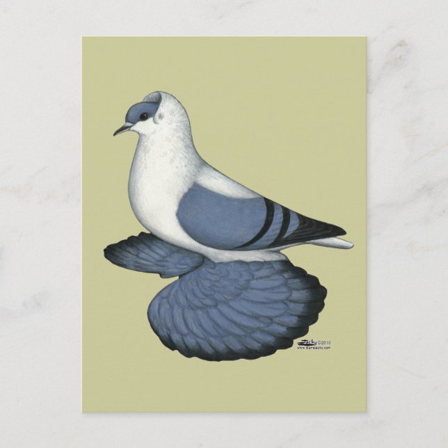 Carte Postale Pigeon hirondelle bleu (Devant)