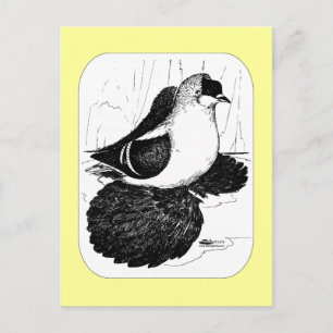 Carte Postale Pigeon hirondelle saxon 1978