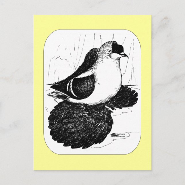 Carte Postale Pigeon hirondelle saxon 1978 (Devant)