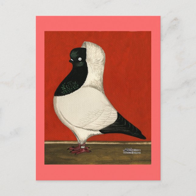 Carte Postale Pigeon noir (Devant)