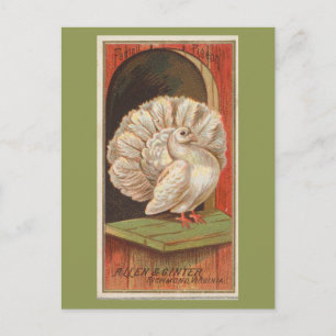 Carte Postale Pigeon paon