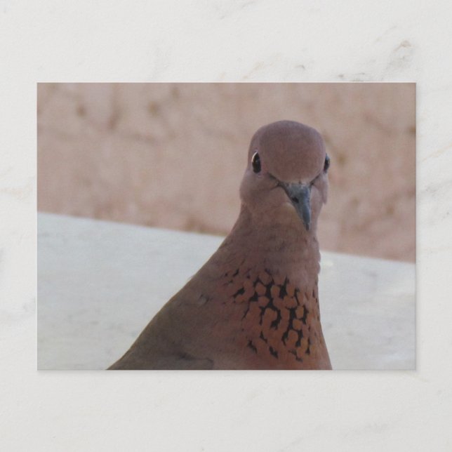 Carte postale Pigeon, personnaliser (Devant)