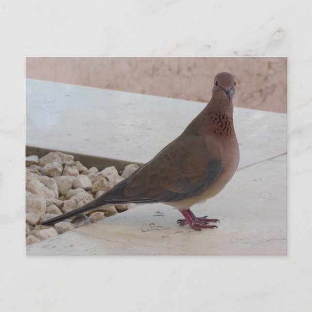 Carte postale Pigeon, personnaliser (Devant)