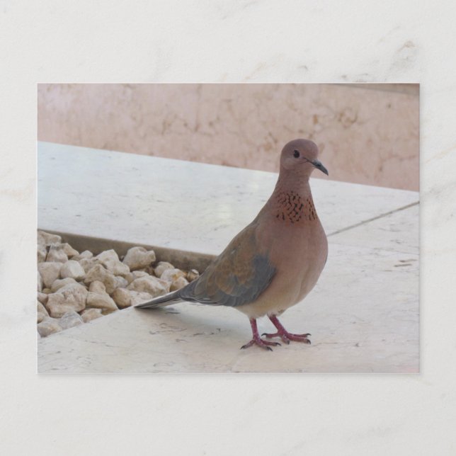 Carte postale Pigeon, personnaliser (Devant)