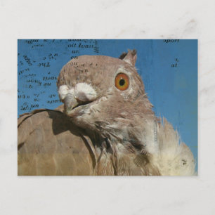 Carte Postale Pigeon Poetry