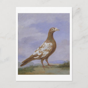 Carte Postale Pigeon porte-pieux rouge (huile sur toile)