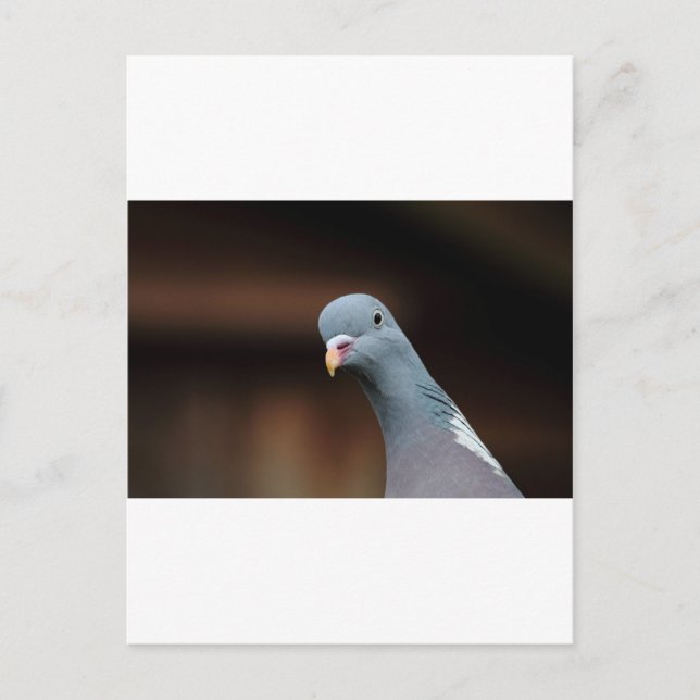 Carte Postale Pigeon ramier (Devant)