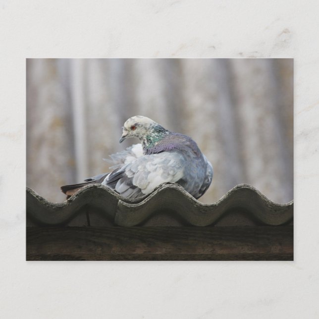Carte Postale Pigeon sur le toit. (Devant)