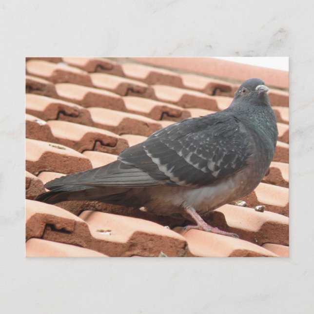 Carte postale Pigeon sur le toit (Devant)
