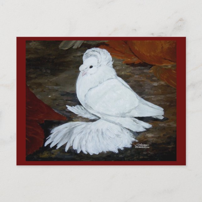 Carte Postale Pigeon trompette anglais blanc (Devant)