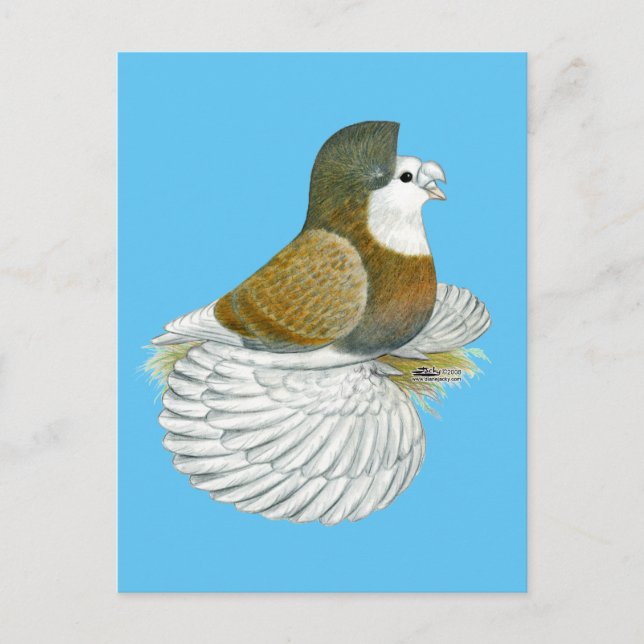 Carte Postale Pigeon trompette AOC (Devant)