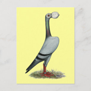 Carte Postale Pigeon Voyageur 2012