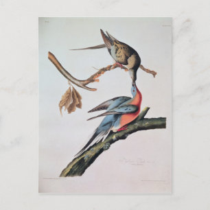 Carte Postale Pigeon voyageur, de "Birds of America"