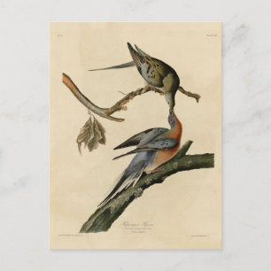 Carte Postale Pigeon voyageur des oiseaux d'Amérique d'Audubon