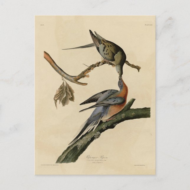 Carte Postale Pigeon voyageur des oiseaux d'Amérique d'Audubon (Devant)