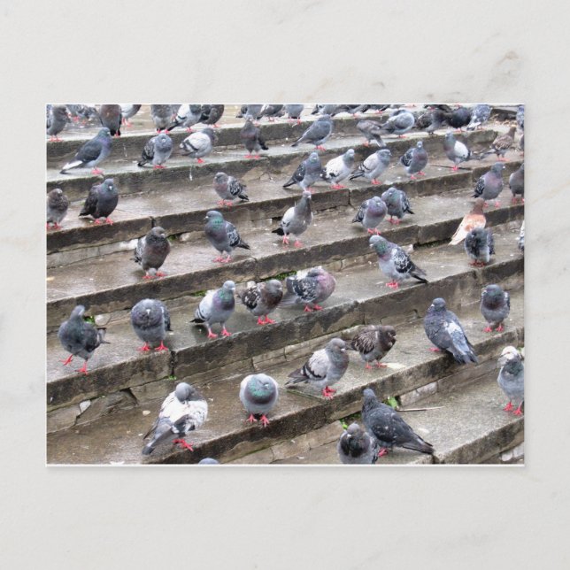 Carte Postale Pigeons (Devant)