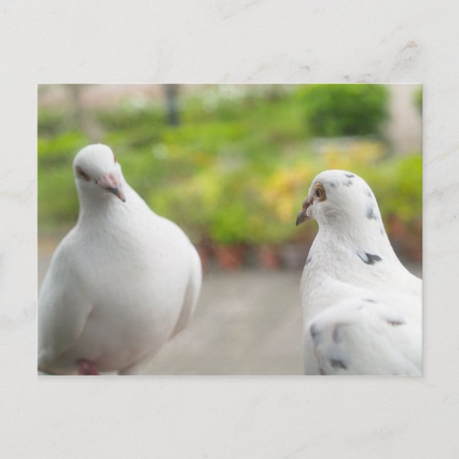 Carte postale pigeons blancs (Devant)
