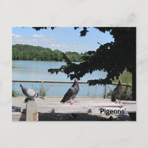 Carte Postale Pigeons gracieux