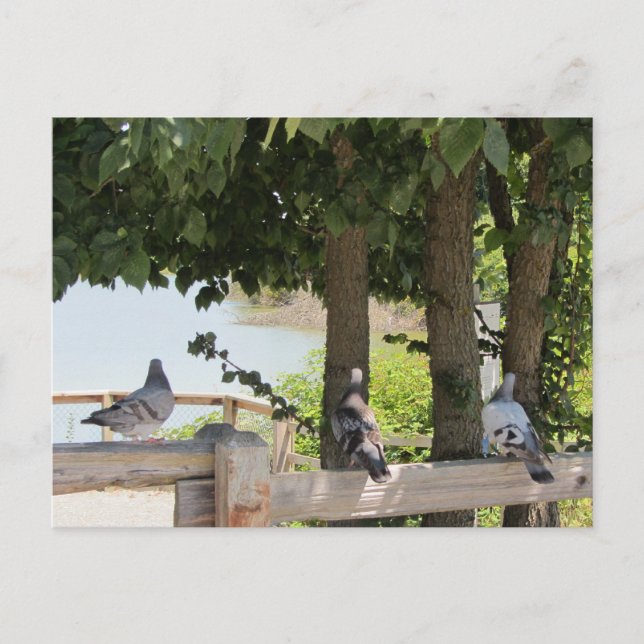 Carte Postale Pigeons profitant d'une vue (Devant)