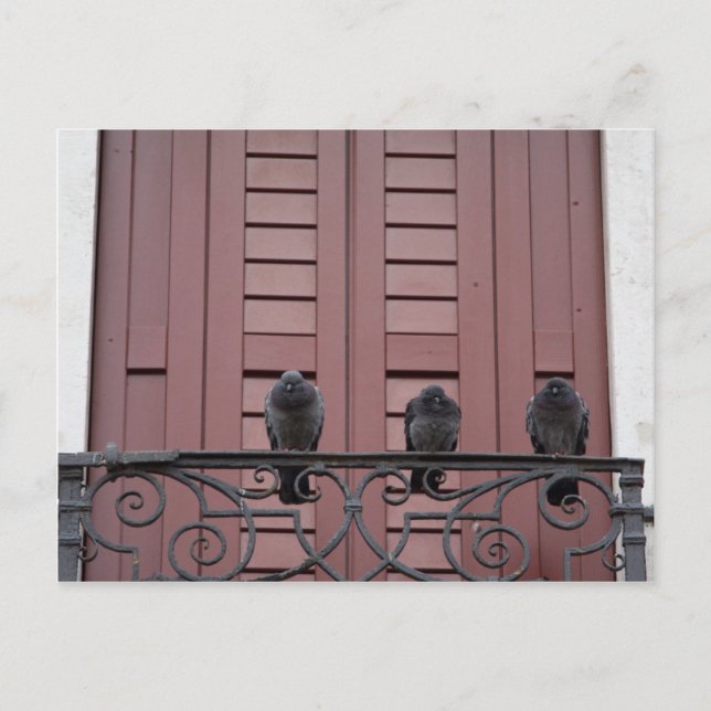 Carte Postale Pigeons sur un balcon (Devant)