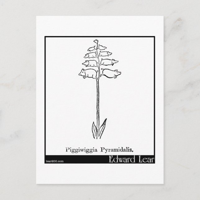 Carte Postale Piggiwiggia Pyramidalis. (Devant)
