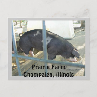 Carte Postale Piggy Post Card