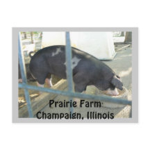 Piggy Post Card