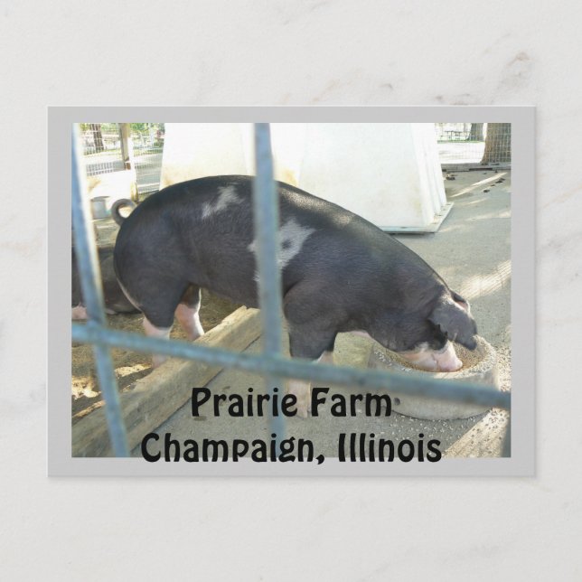 Carte Postale Piggy Post Card (Devant)