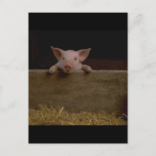 Carte Postale Piglet mignon