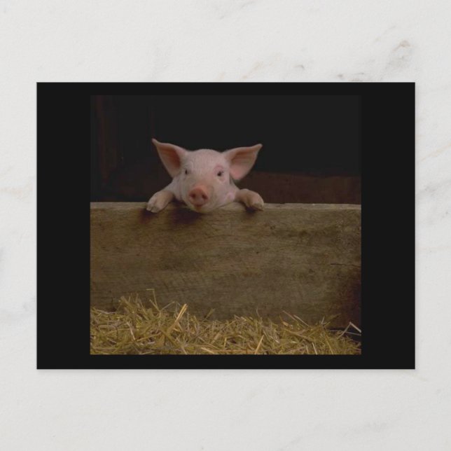 Carte Postale Piglet mignon (Devant)
