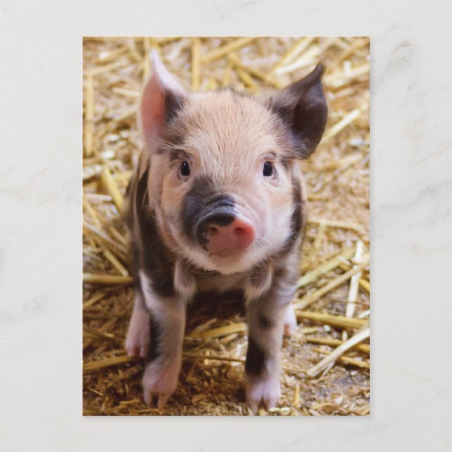 Carte postale PIglet mignonne (Devant)