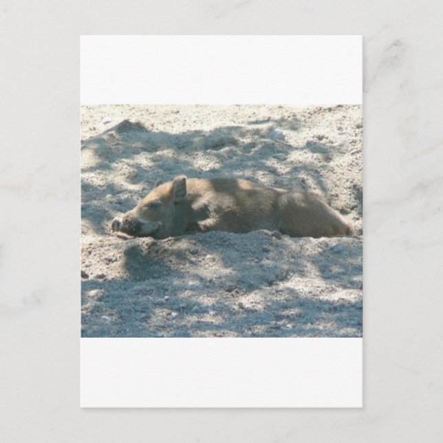 Carte Postale Piglet Sauvage (Devant)