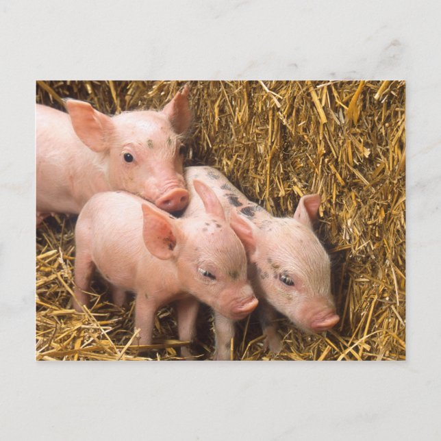 Carte Postale Piglets (Devant)