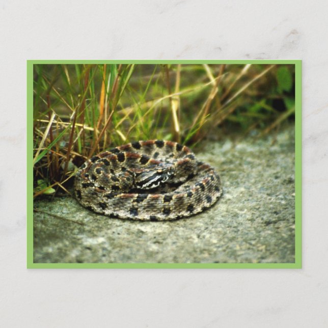 Carte Postale Pigmy Rattlesnake (Devant)