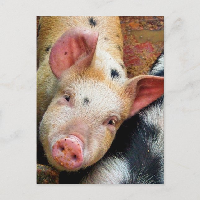 CARTE POSTALE PIGS (Devant)