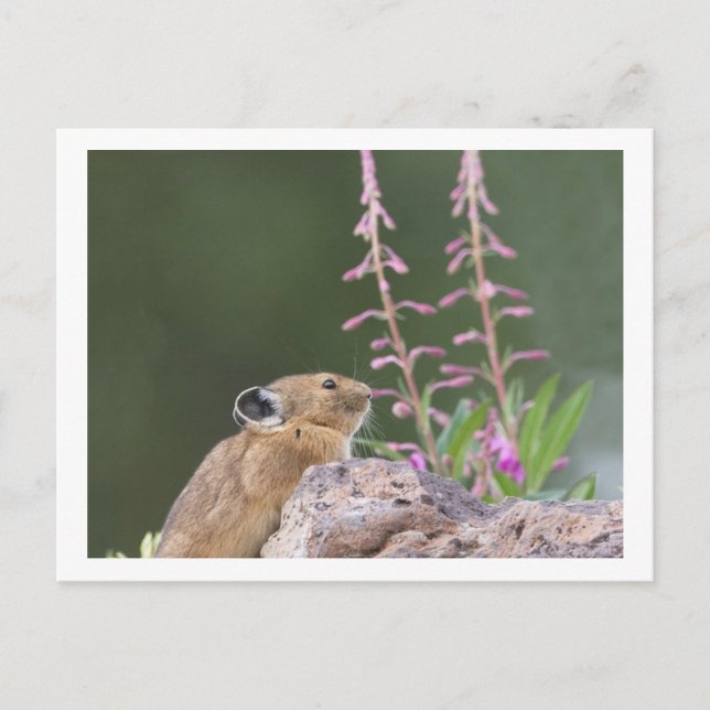 Carte Postale Pika (Devant)