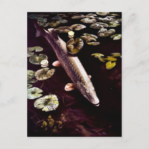 Carte Postale Pike du Nord