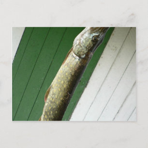 Carte Postale Pike du Nord