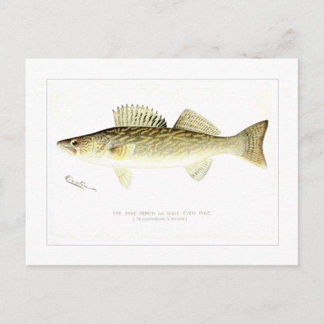 Carte Postale Pike Perch or Wall-eyed Pike (Devant)