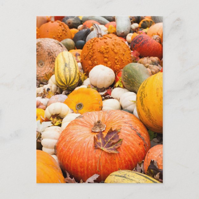 Carte Postale Pile D'Citrouilles Et Squash (Devant)