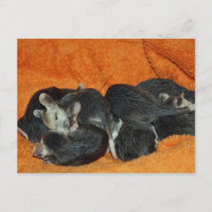 Carte Postale Pile de Baby Opossum